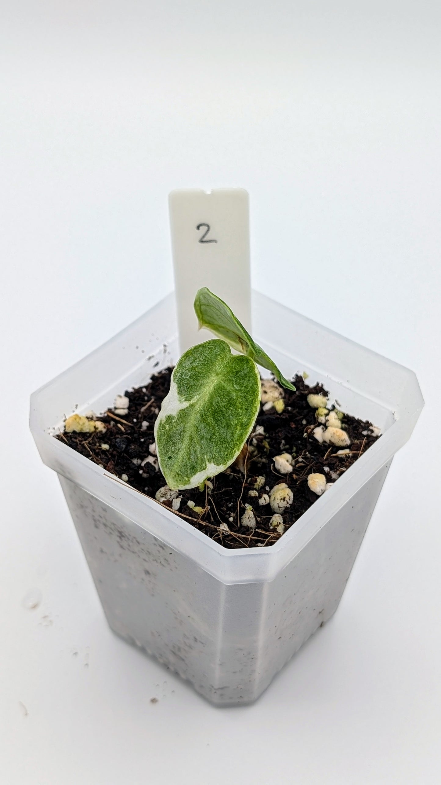 Alocasia Ninja Albo Variegata Babypflanze