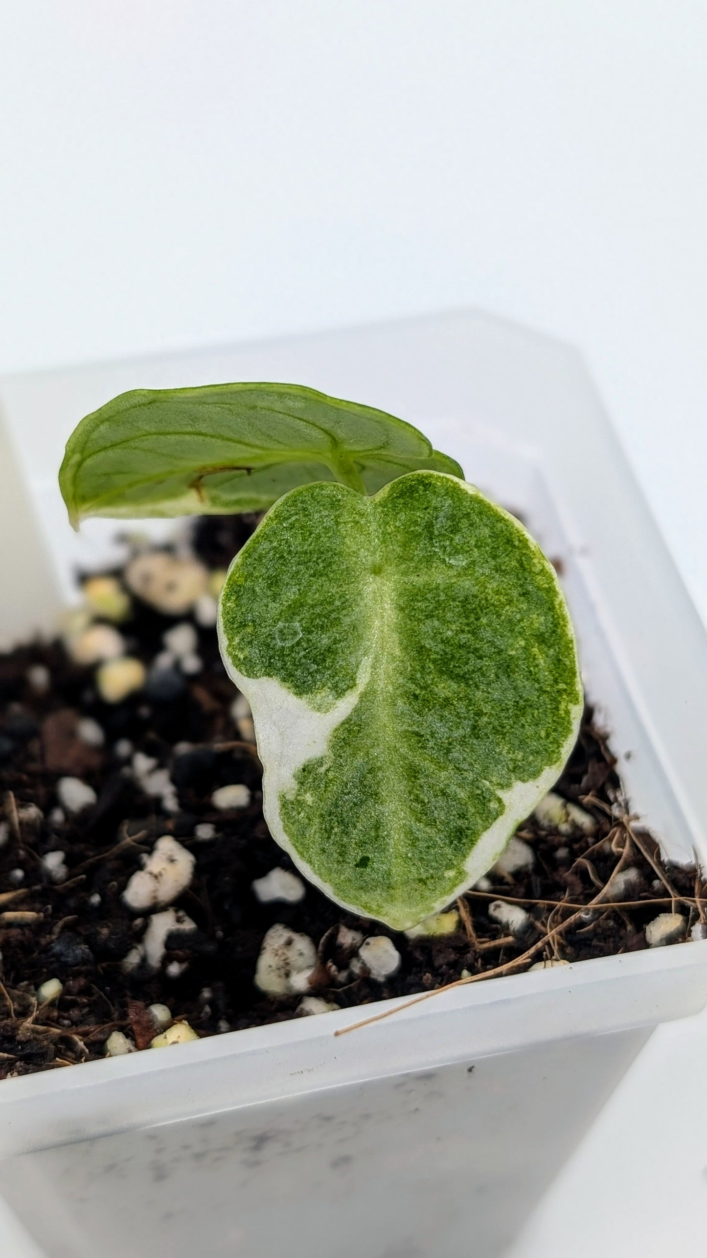 Alocasia Ninja Albo Variegata Babypflanze