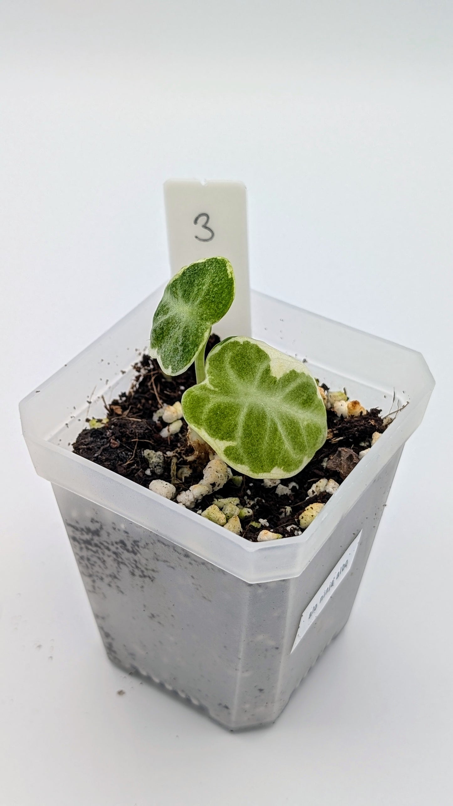 Alocasia Ninja Albo Variegata Babypflanze
