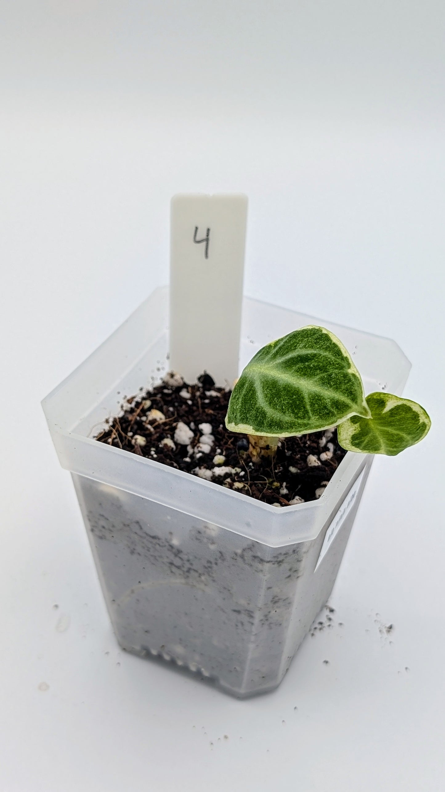 Alocasia Ninja Albo Variegata Babypflanze