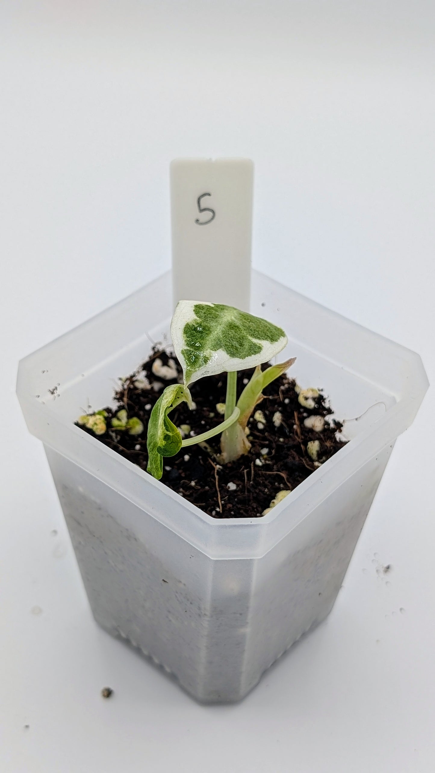 Alocasia Ninja Albo Variegata Babypflanze