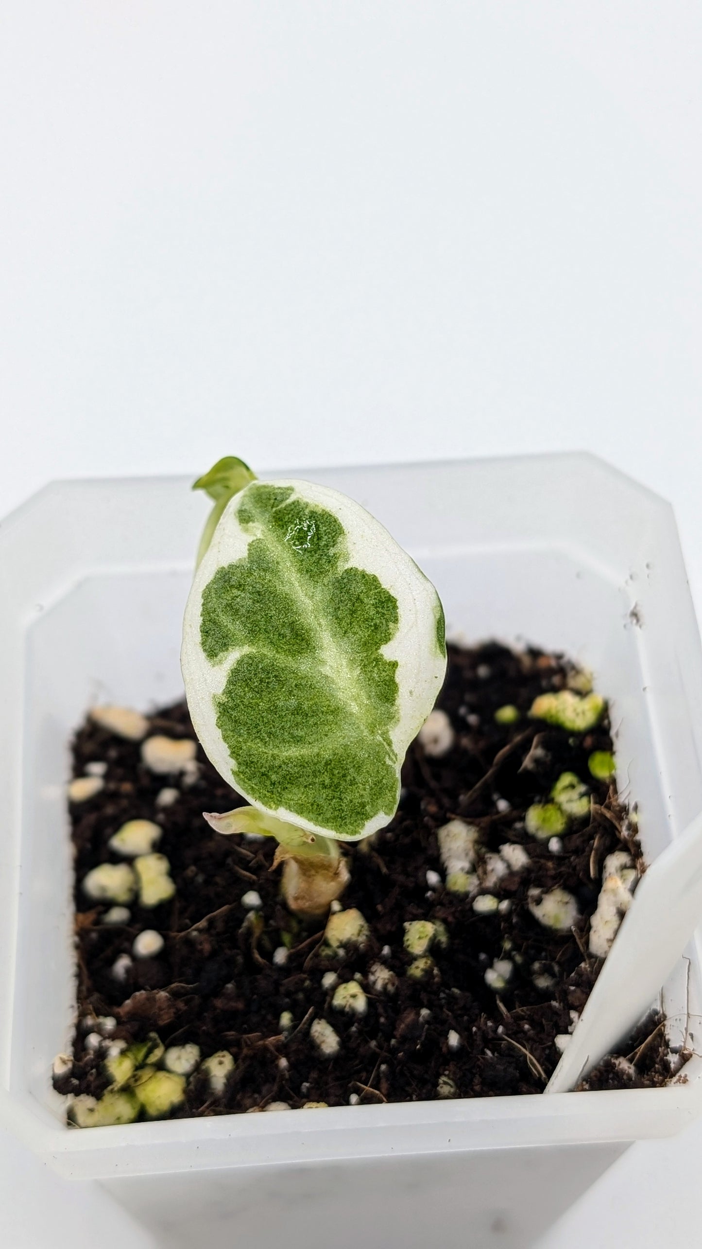 Alocasia Ninja Albo Variegata Babypflanze