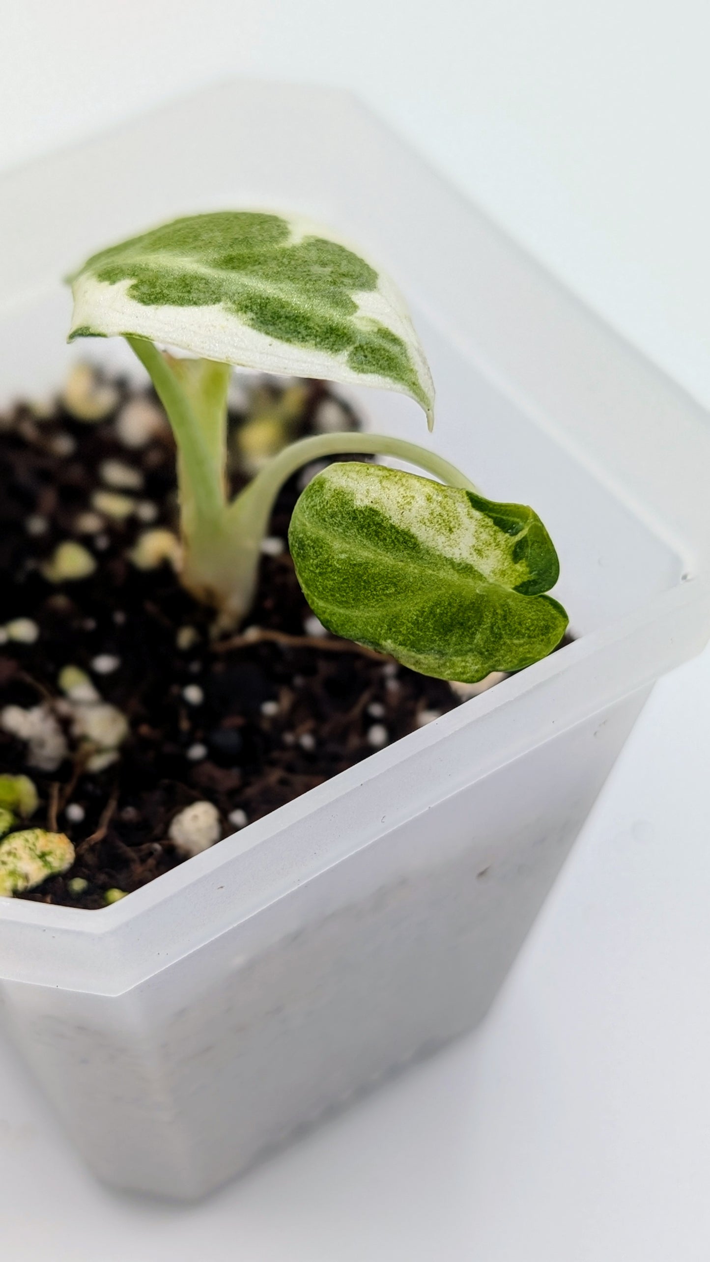 Alocasia Ninja Albo Variegata Babypflanze
