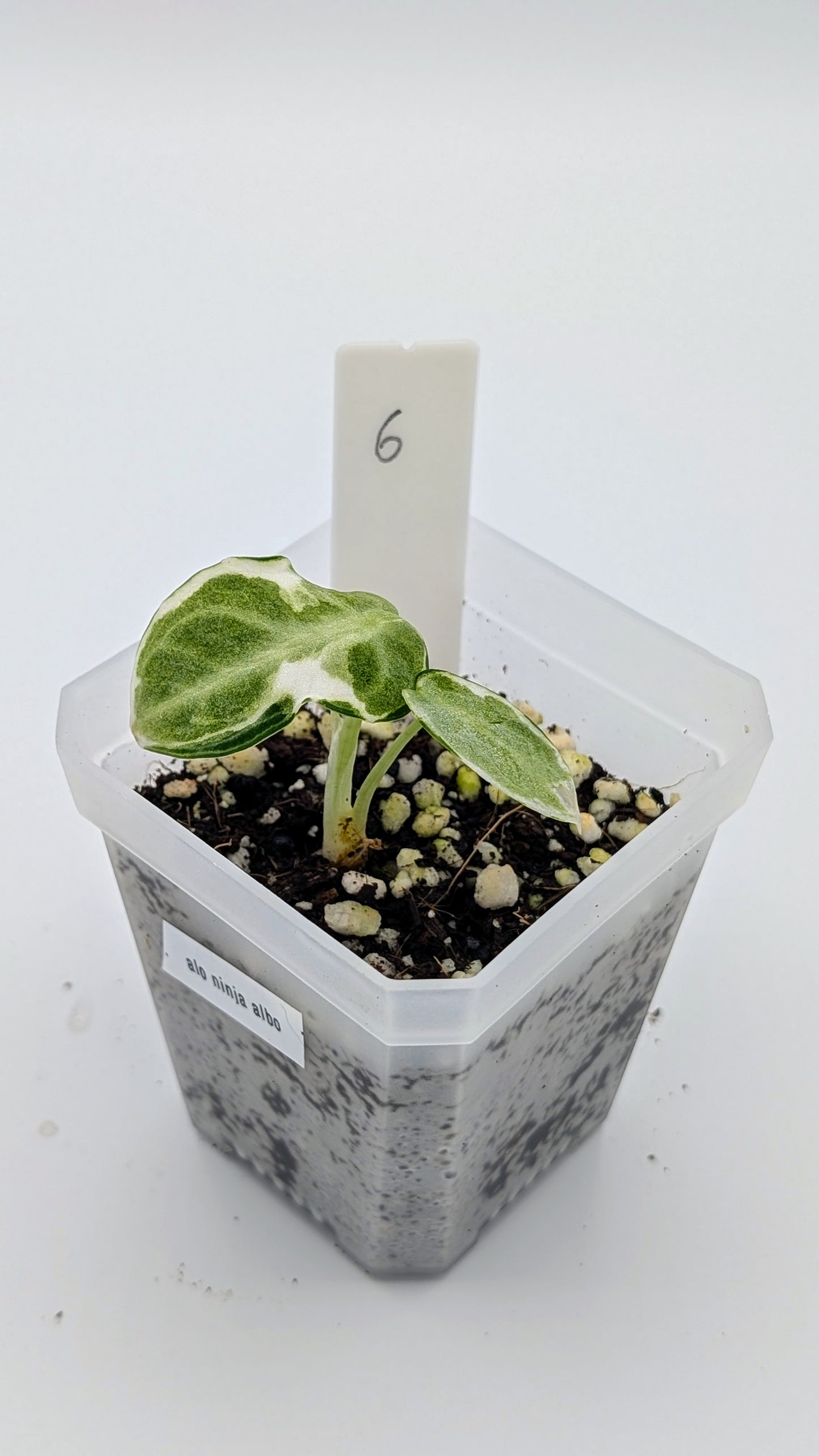 Alocasia Ninja Albo Variegata Babypflanze