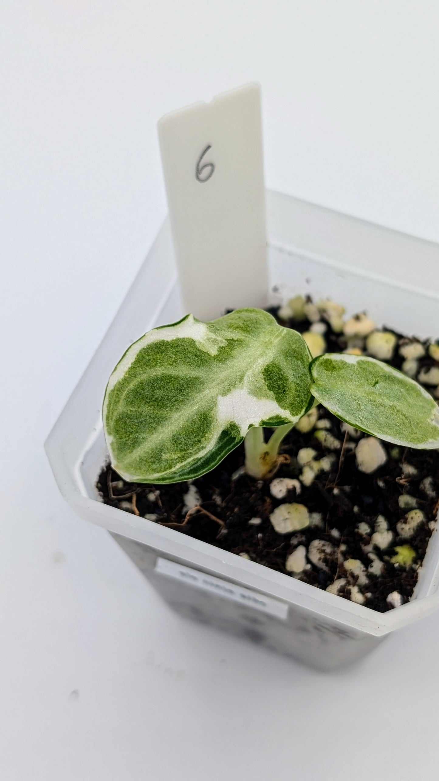 Alocasia Ninja Albo Variegata Babypflanze