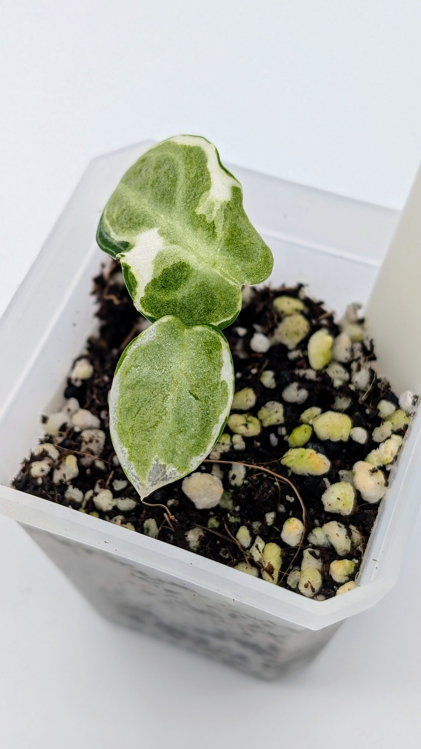 Alocasia Ninja Albo Variegata Babypflanze