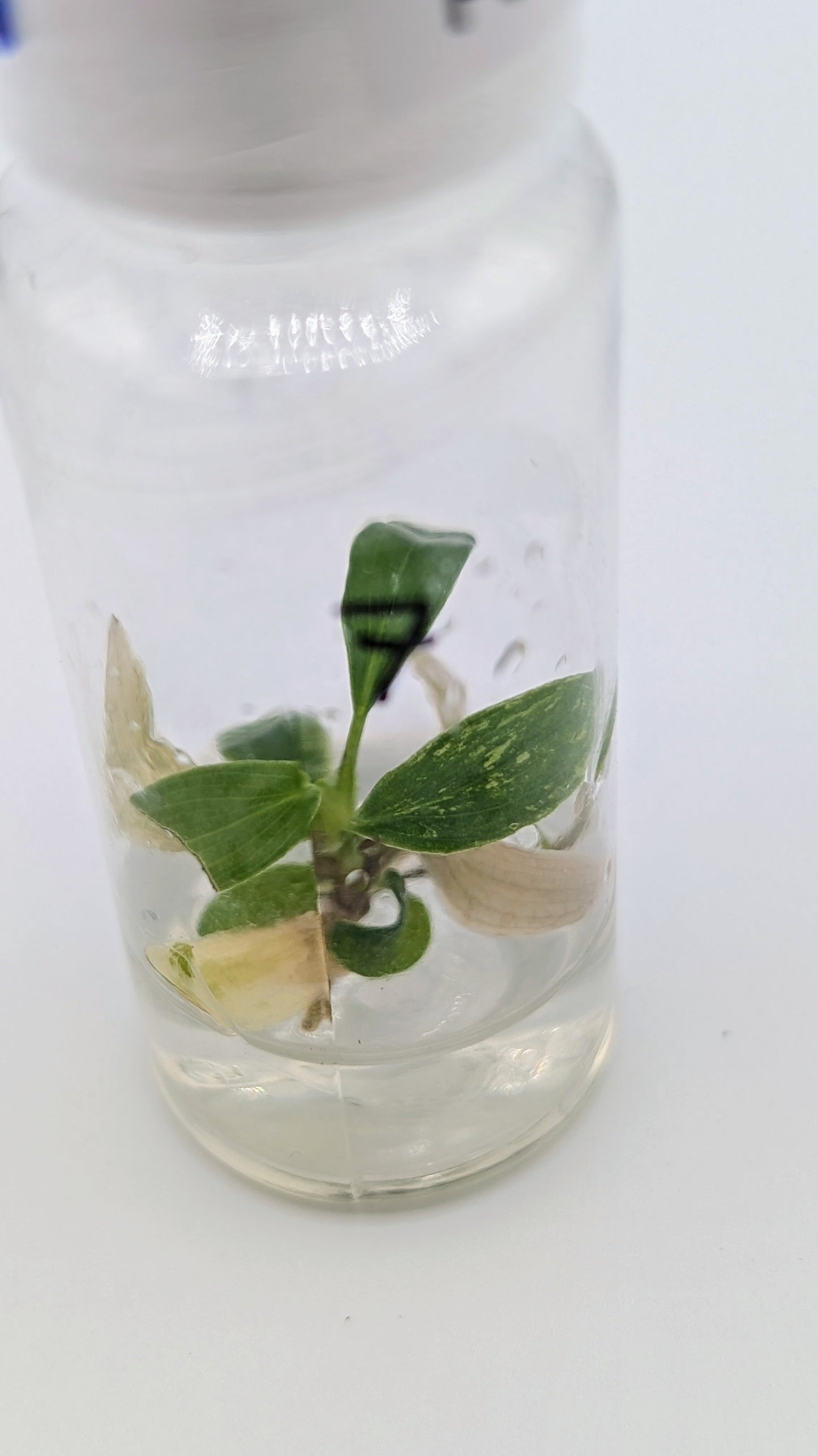 Philodendron Joepii Variegata in TC Flasche