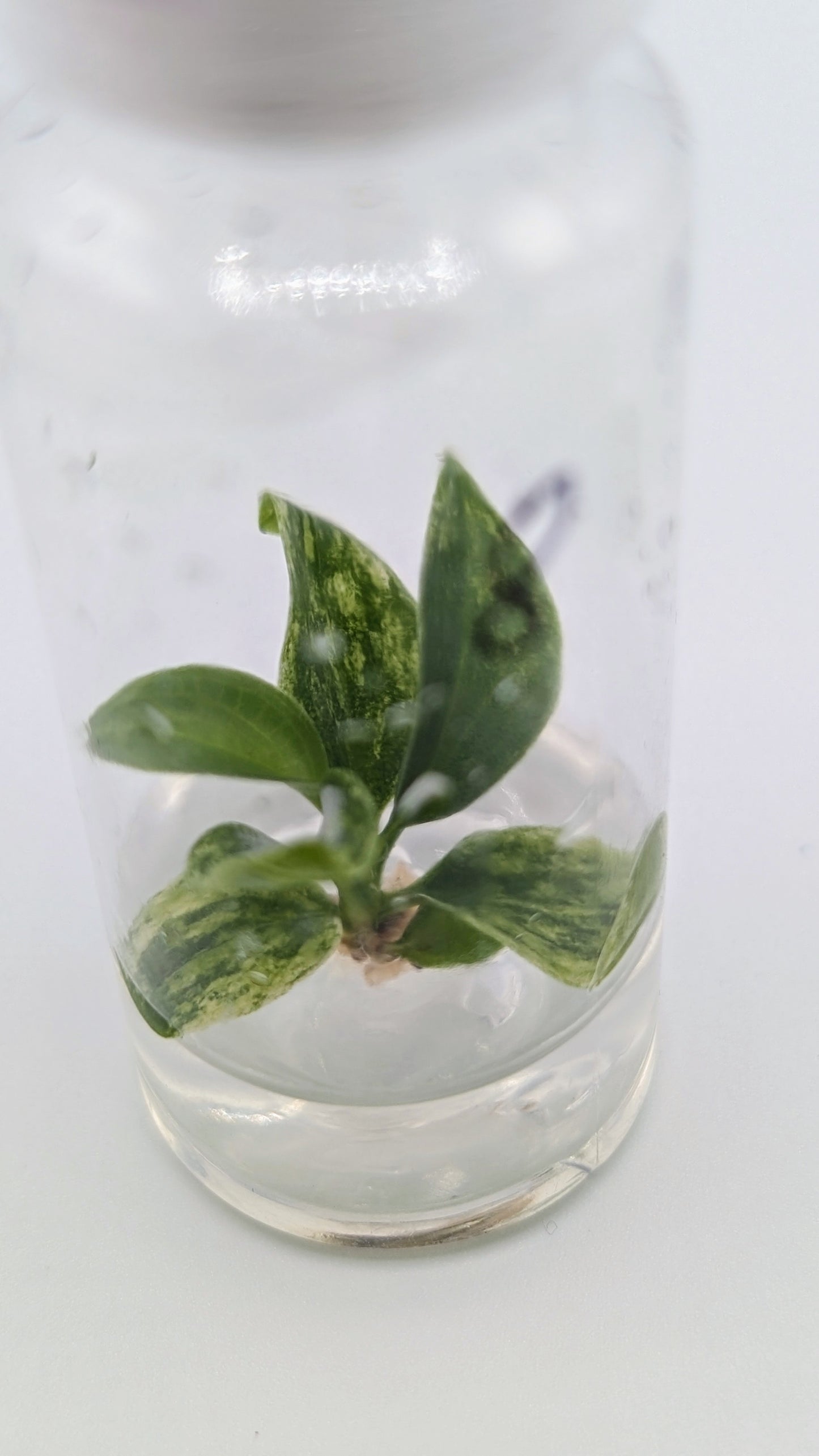 Philodendron Joepii Variegata in TC Flasche