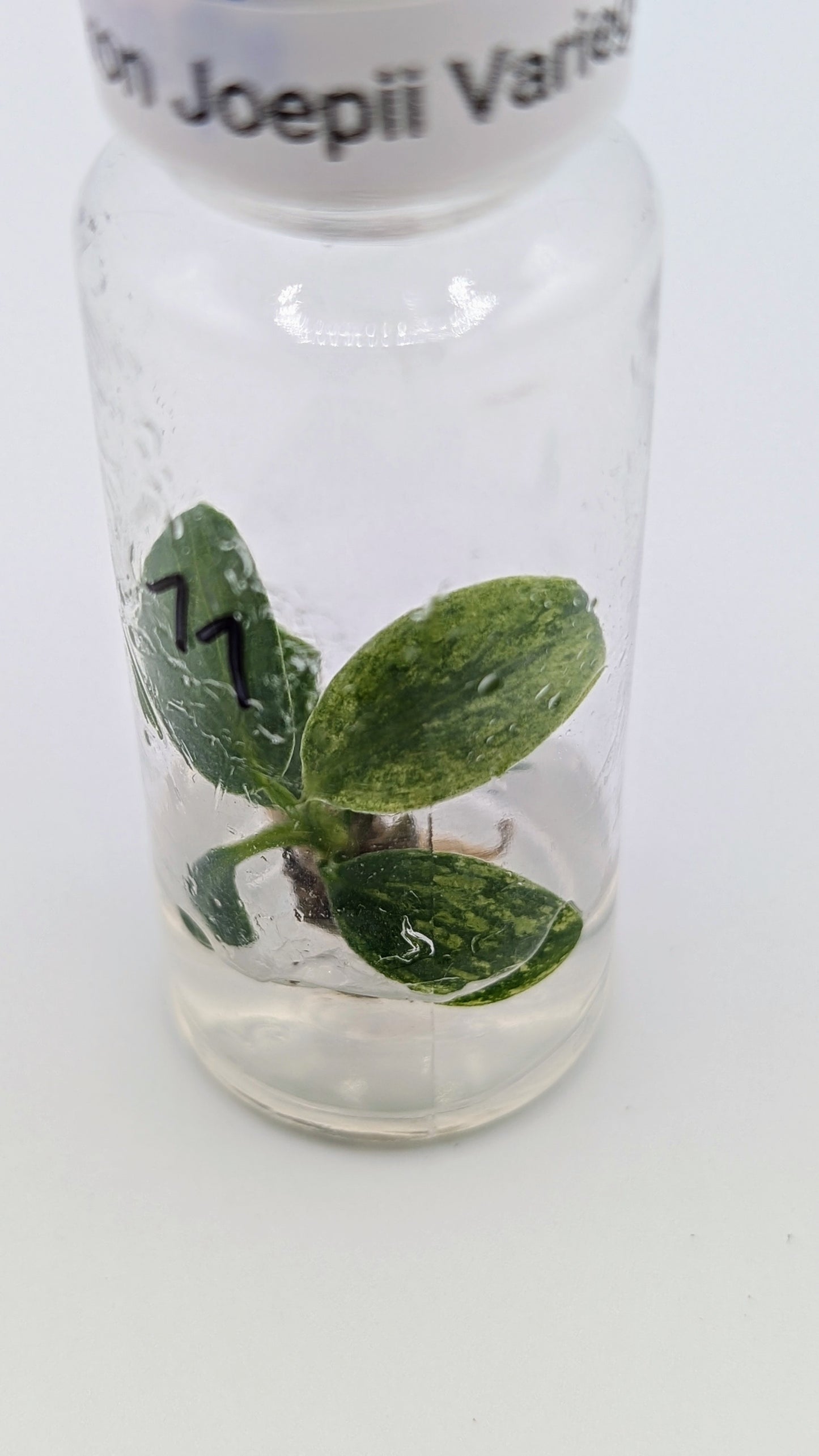 Philodendron Joepii Variegata in TC Flasche