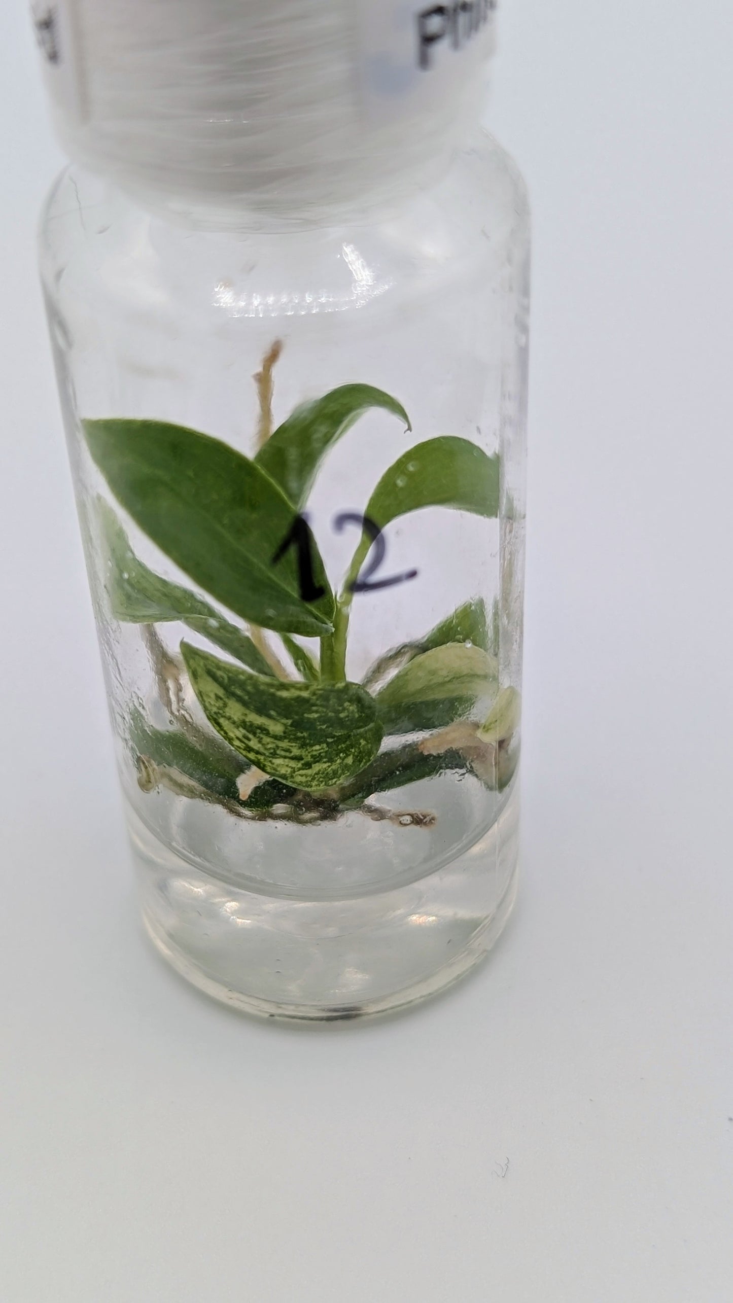 Philodendron Joepii Variegata in TC Flasche