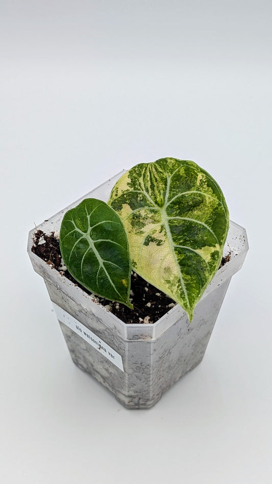 Alocasia Watsoniana Variegata Babypflanze