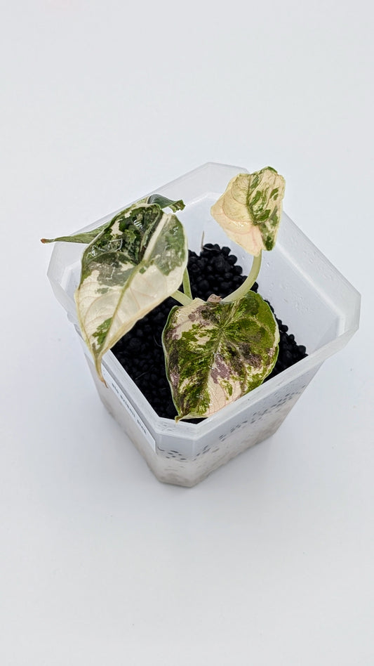 Alocasia Azlanii Albo / Pink Variegata Babypflanze