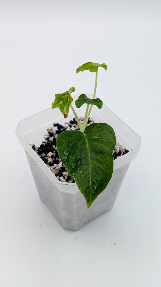 Alocasia Emerald Tide Babypflanze