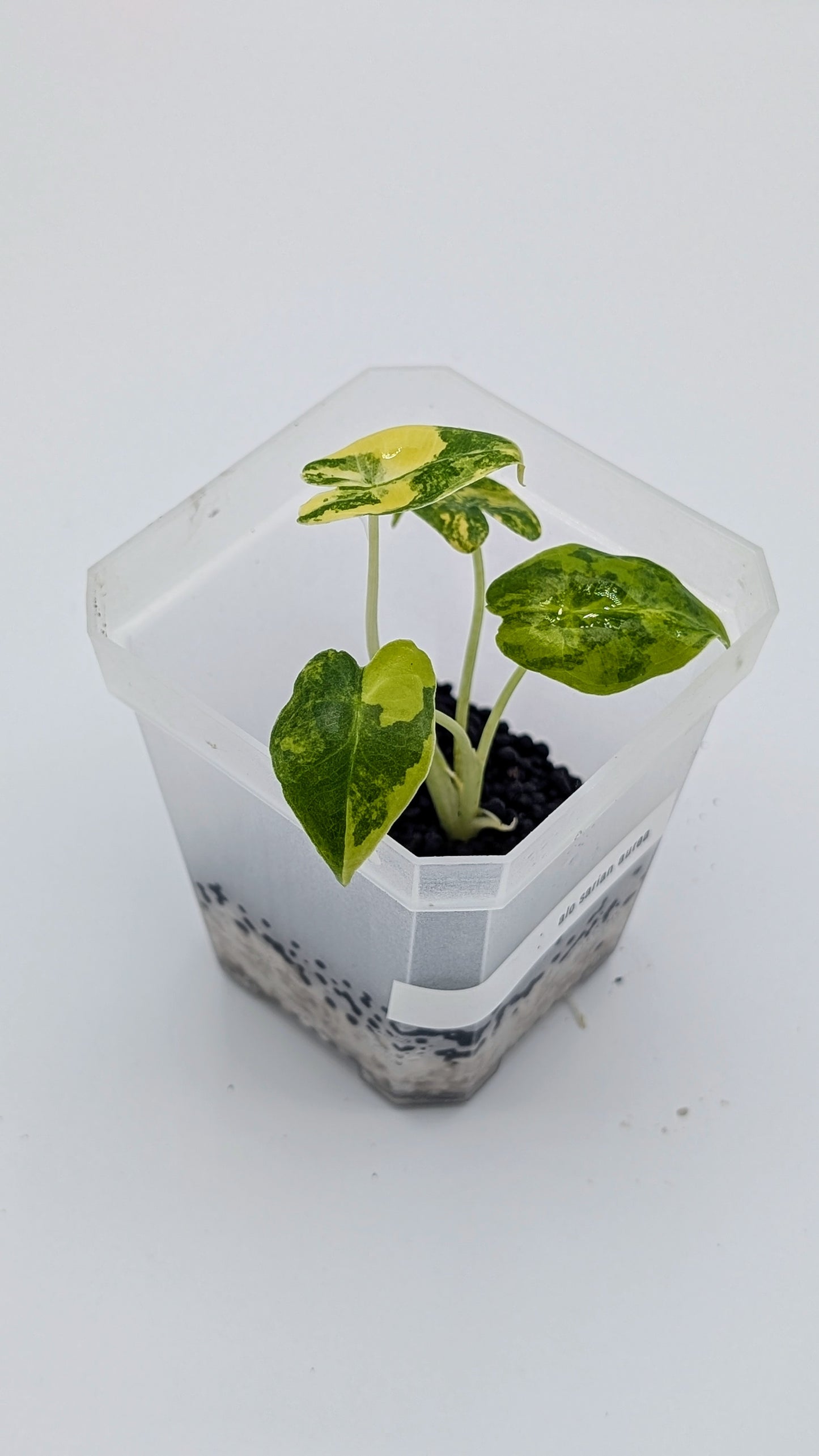 Alocasia Sarian Aurea Babypflanze