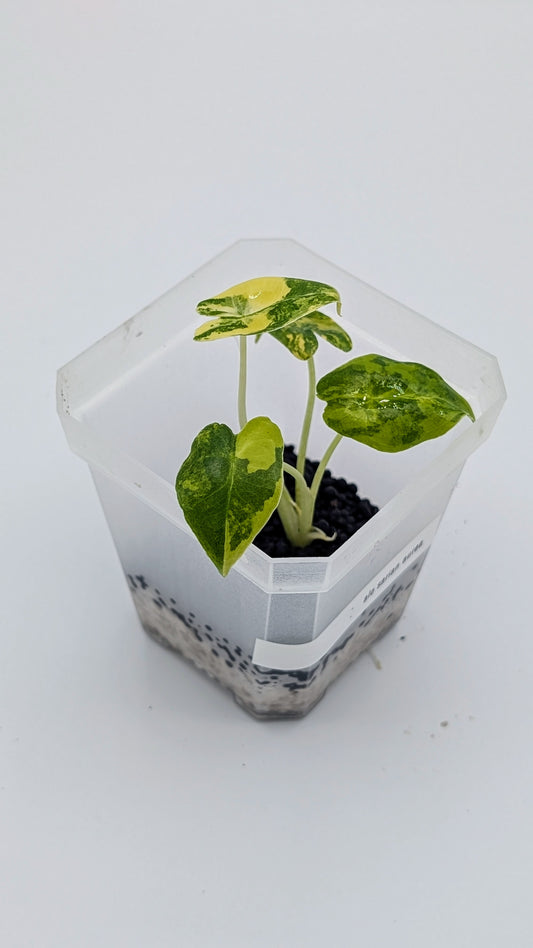 Alocasia Sarian Aurea Babypflanze