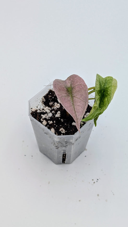 Alocasia Polly Mint Pink Variegata Babypflanze