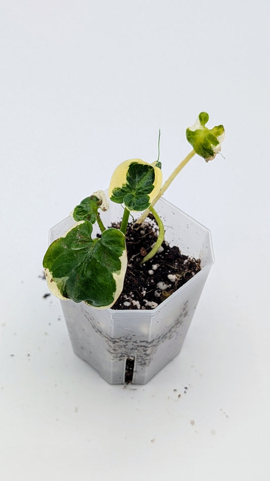 Xanthosoma (Alocasia) Mickey Mouse Variegata