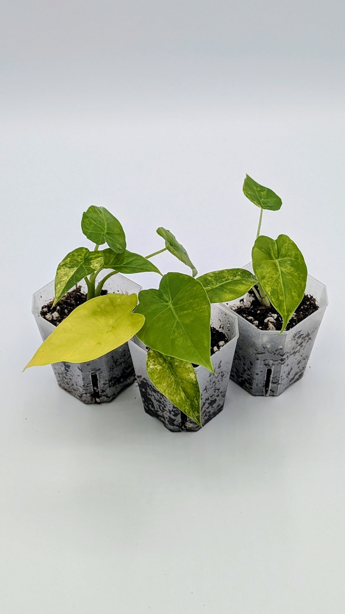 Alocasia Gageana Aurea Variegata Babypflanze