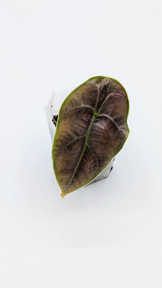 Alocasia Azlanii Babypflanze