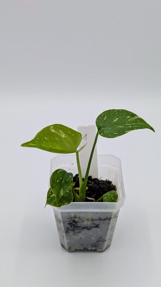 Monstera Thai Constellation Babypflanze