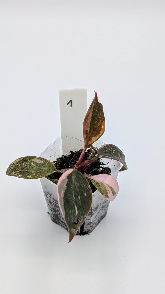Philodendron Pink Princess Marble Babypflanze
