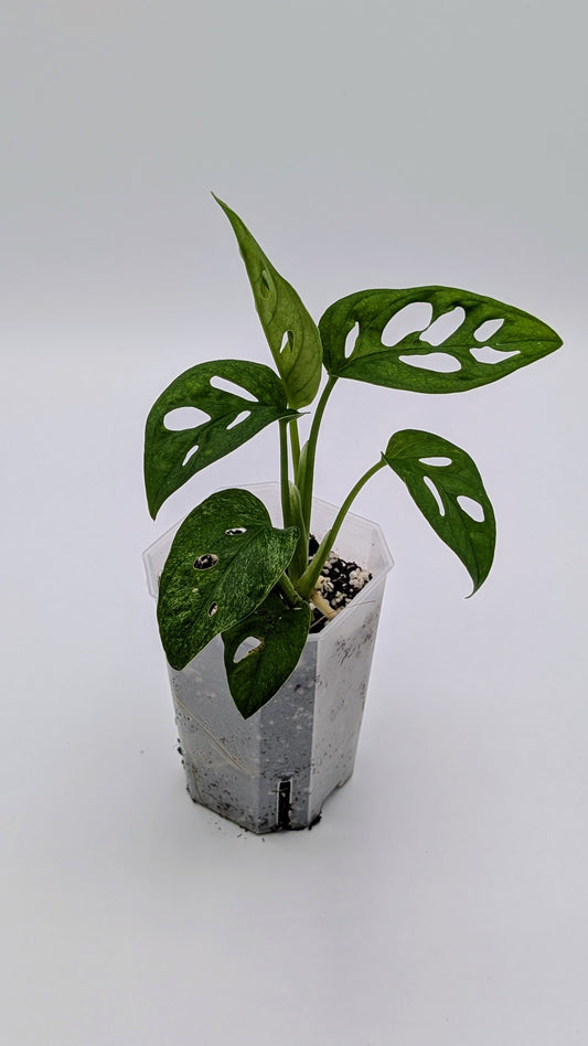 Monstera Adansonii Mint Variegata Babypflanze