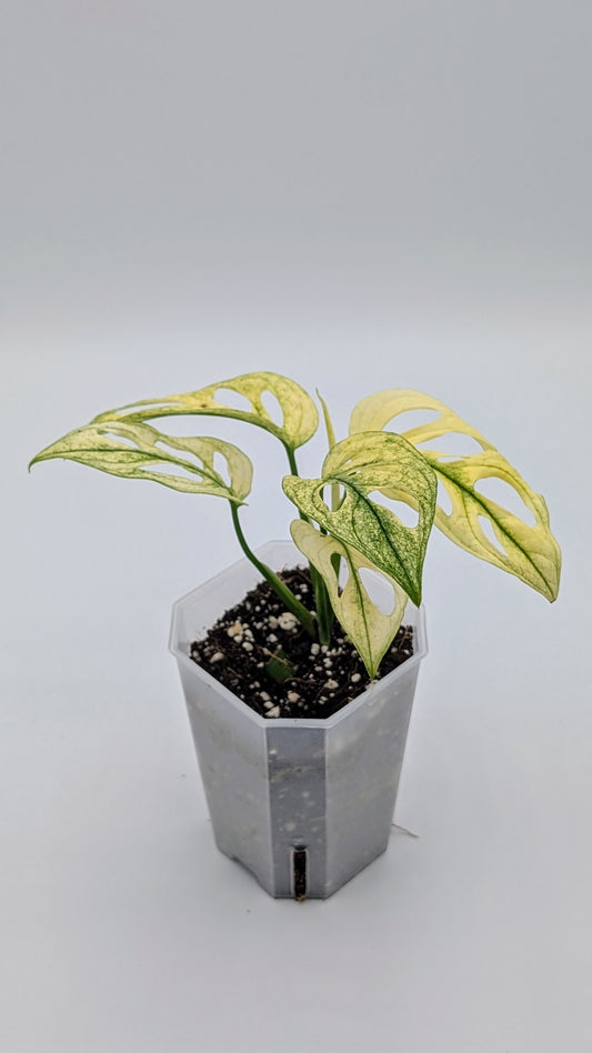 Monstera Adansonii Albo Variegata Babypflanze