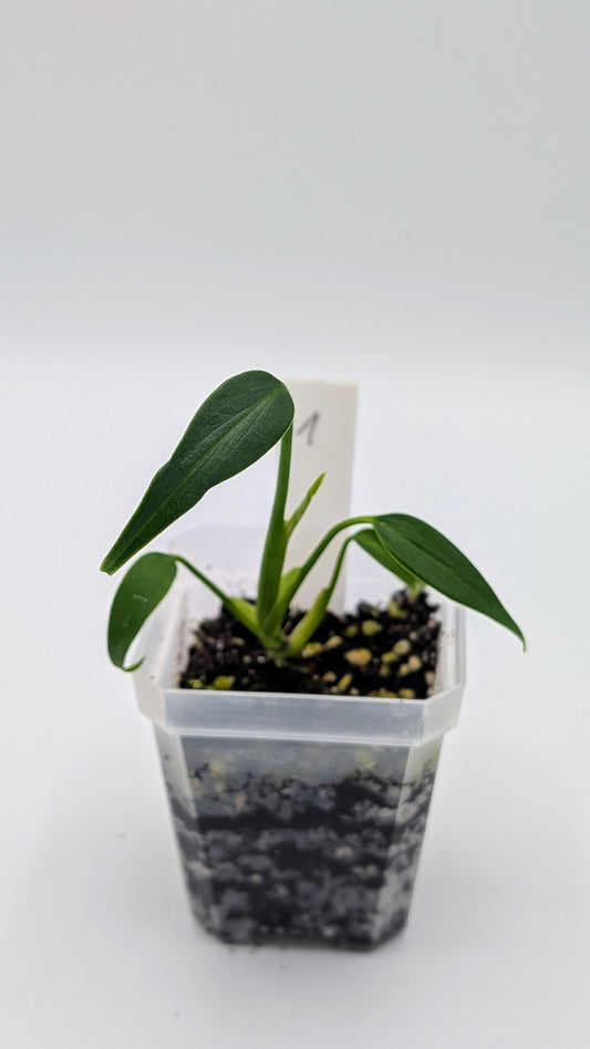 Monstera Burle Marx Flame Babypflanze