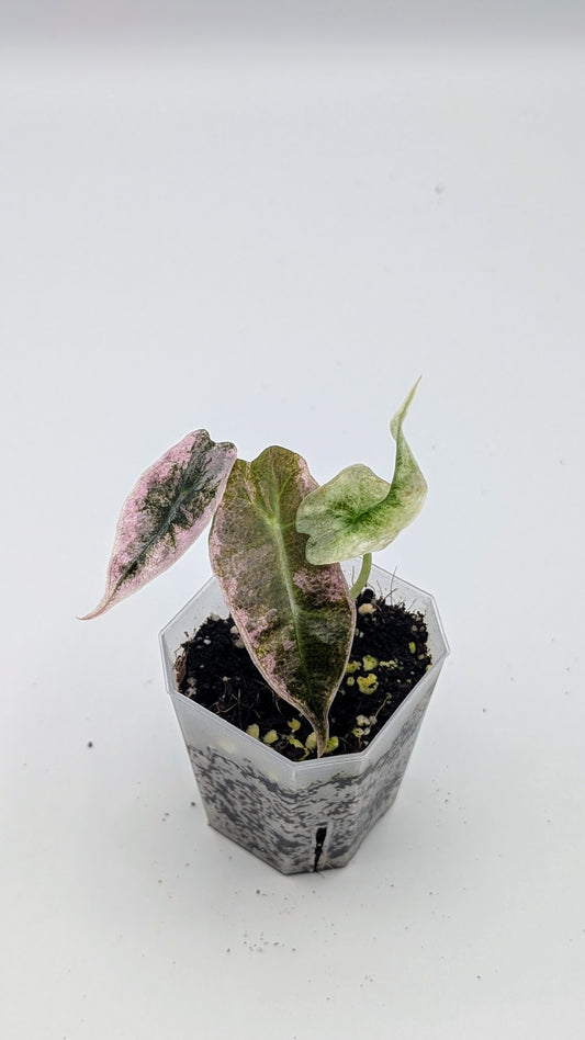 Alocasia Polly Mint Pink Variegata Babypflanze