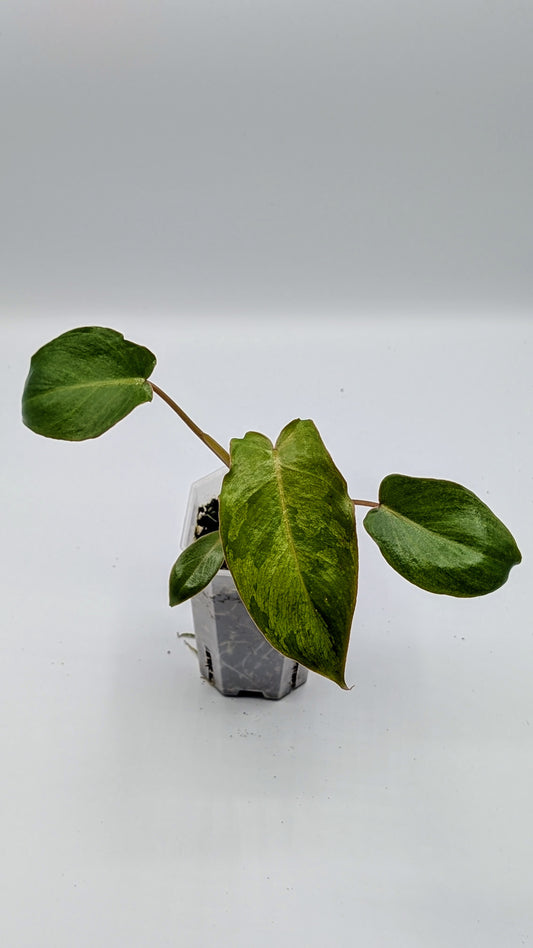 Philodendron Bipennifolium "Violin" Babypflanze
