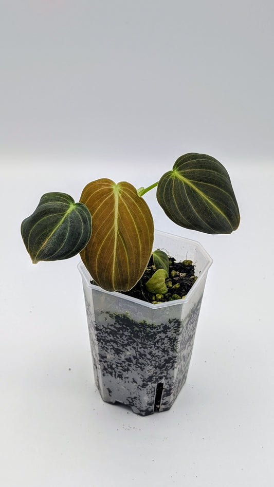 Philodendron Melanochrysum Babypflanze