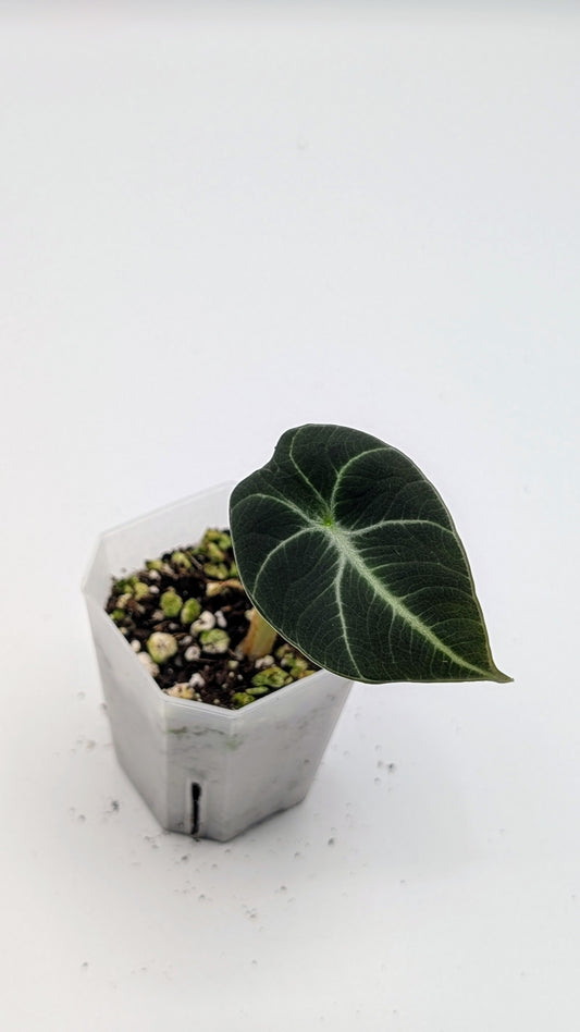 Alocasia Reginula Black Velvet Babypflanze