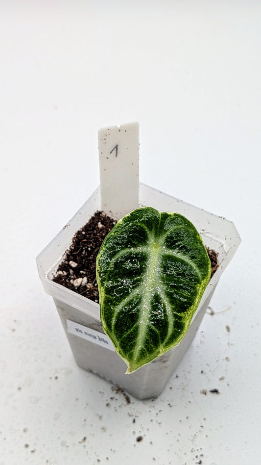 Alocasia Ninja Albo Variegata Babypflanze