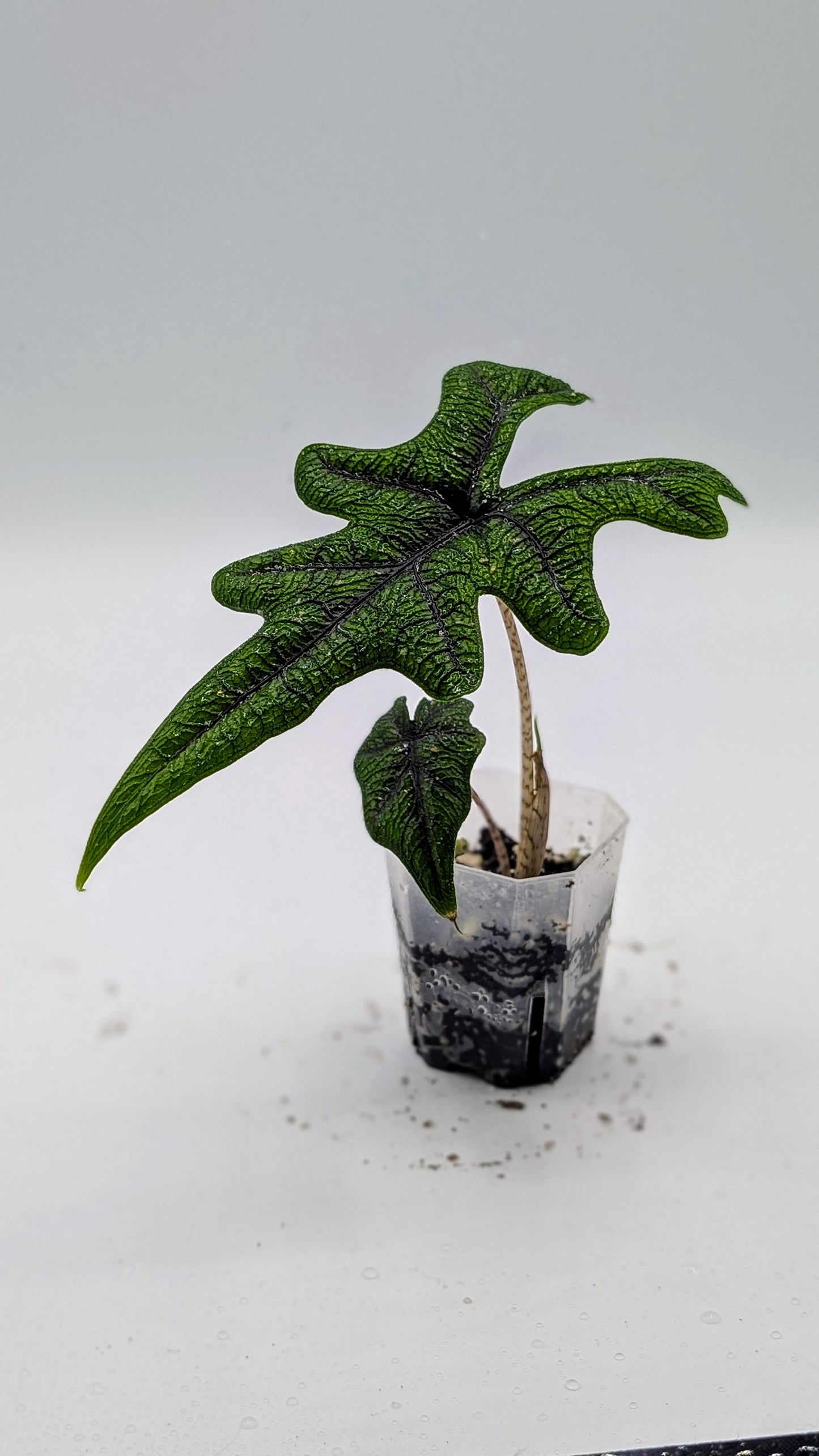 Alocasia Jacklyn Babypflanze