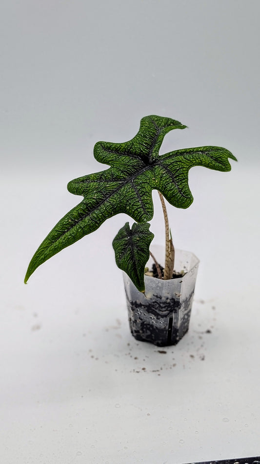 Alocasia Jacklyn Babypflanze