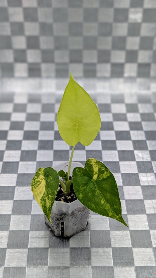 Alocasia Gageana Aurea Variegata Babypflanze