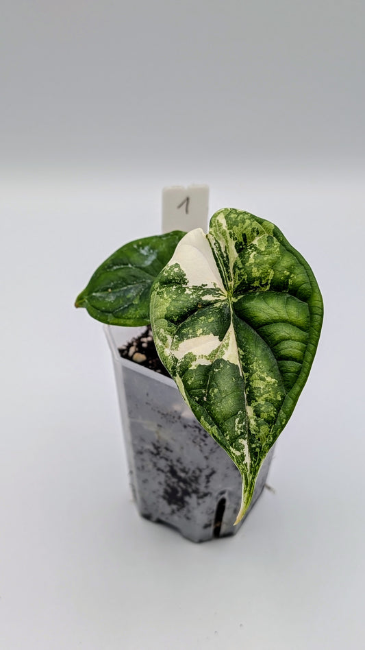 Alocasia Dragon Scale Albo Babypflanze
