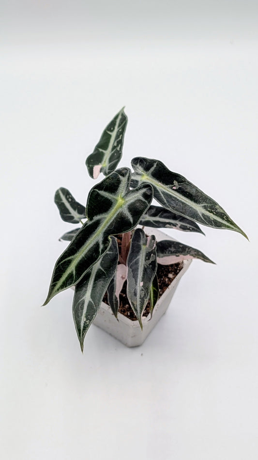 Alocasia Bambino Pink Babypflanze