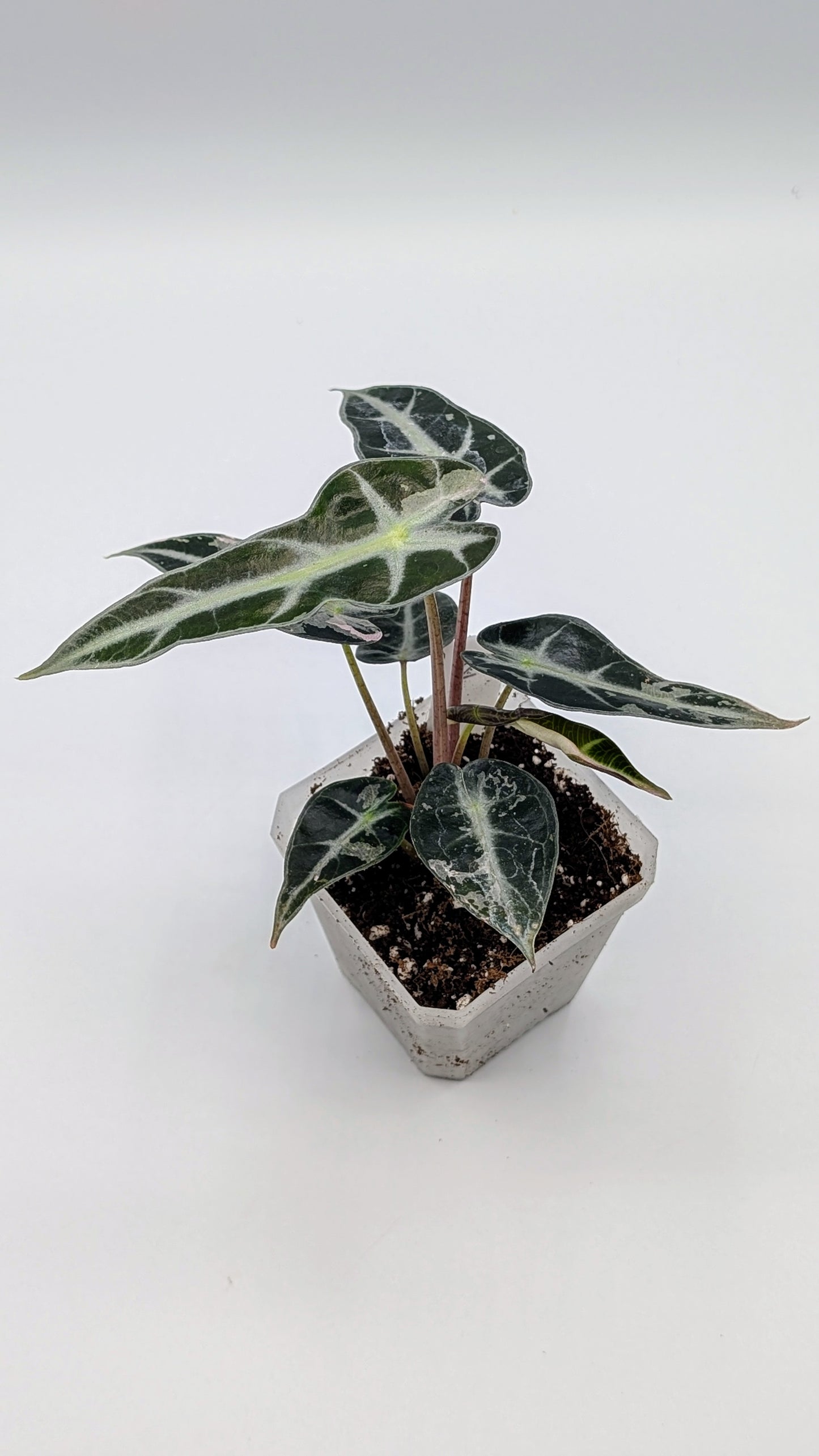 Alocasia Bambino Pink Babypflanze
