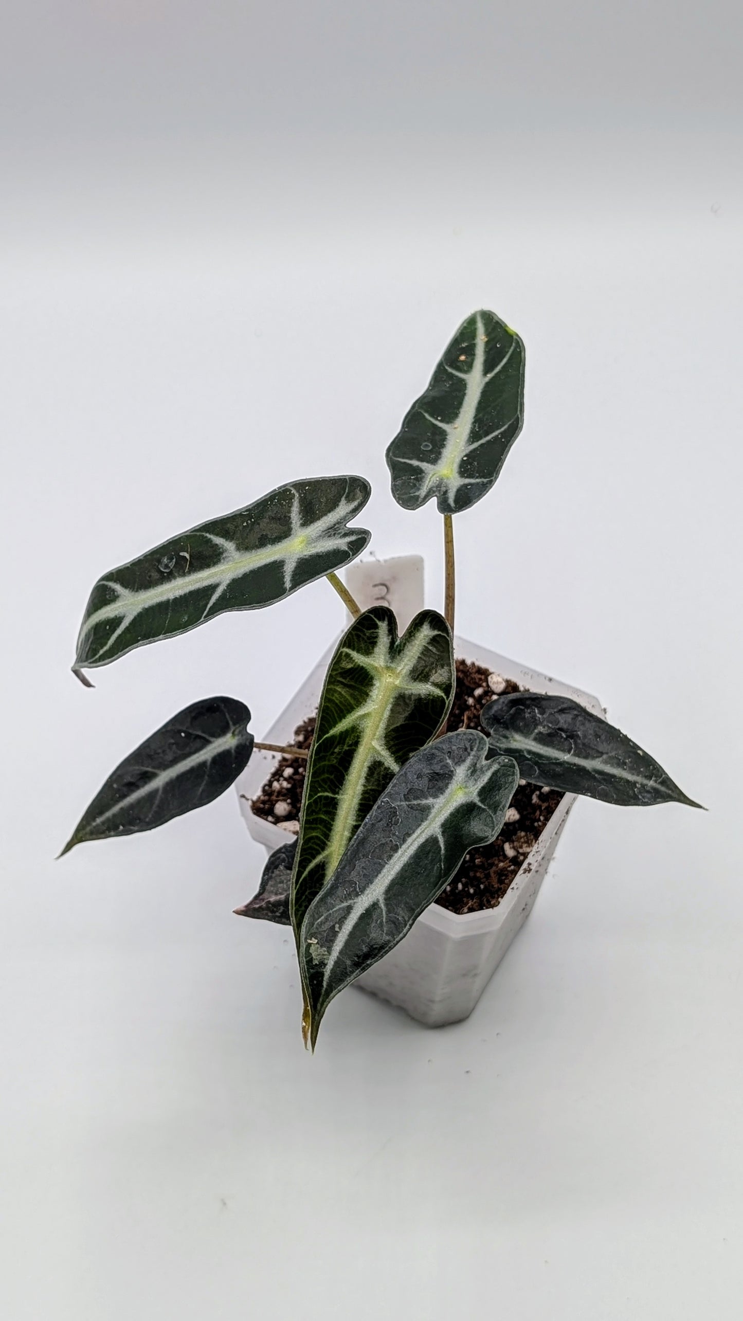 Alocasia Bambino Pink Babypflanze