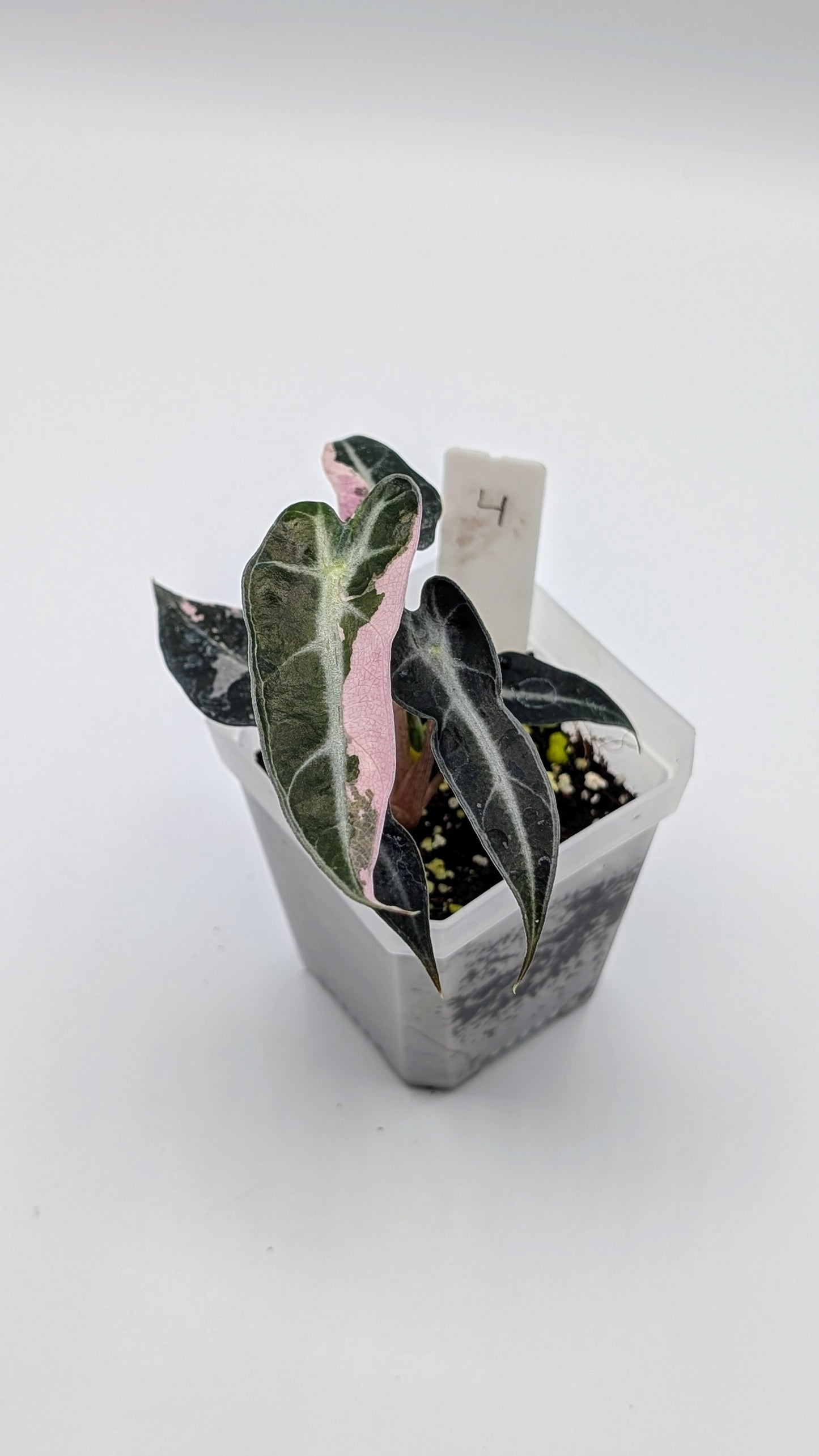 Alocasia Bambino Pink Babypflanze