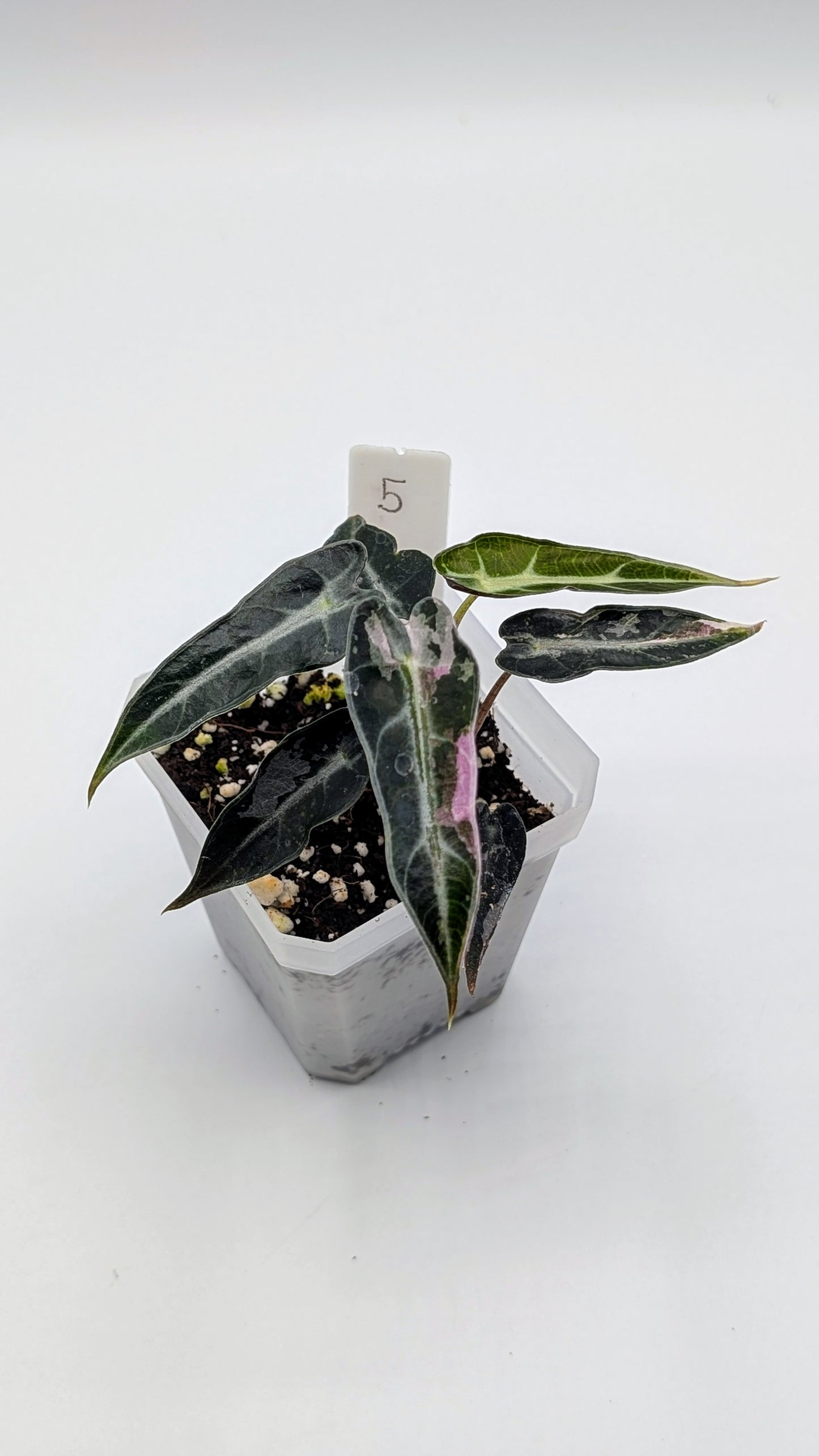 Alocasia Bambino Pink Babypflanze