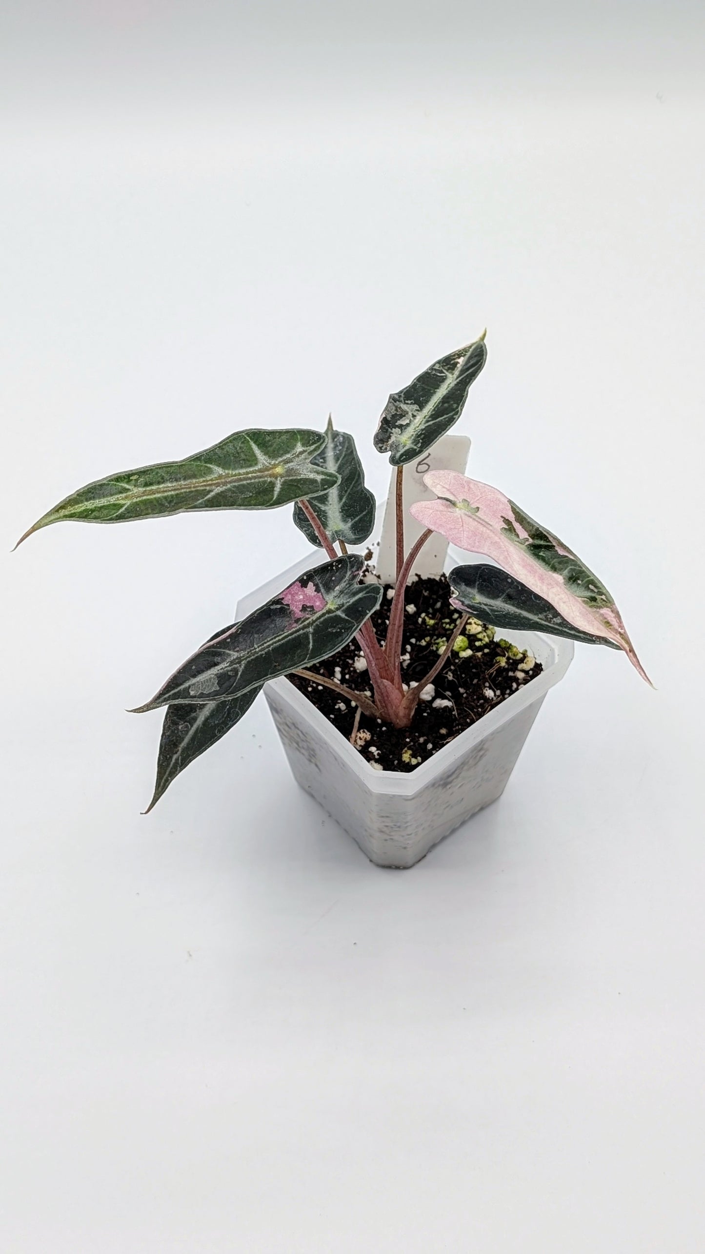 Alocasia Bambino Pink Babypflanze
