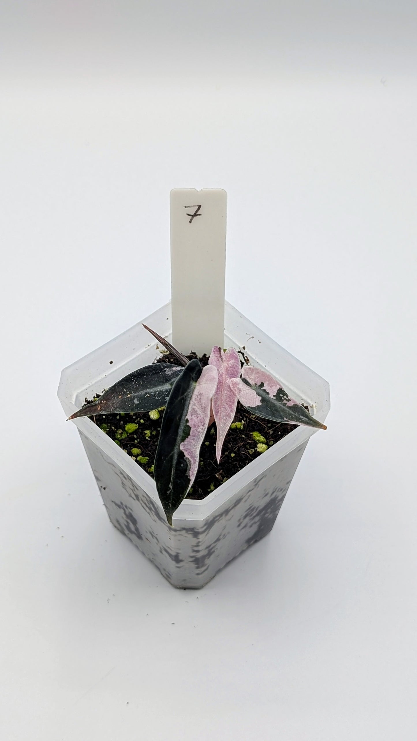 Alocasia Bambino Pink Babypflanze