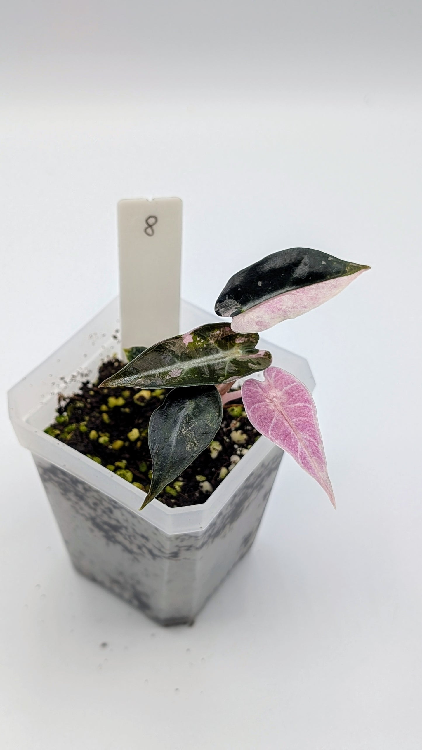 Alocasia Bambino Pink Babypflanze