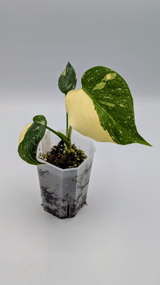 Monstera Thai Constellation Babypflanze