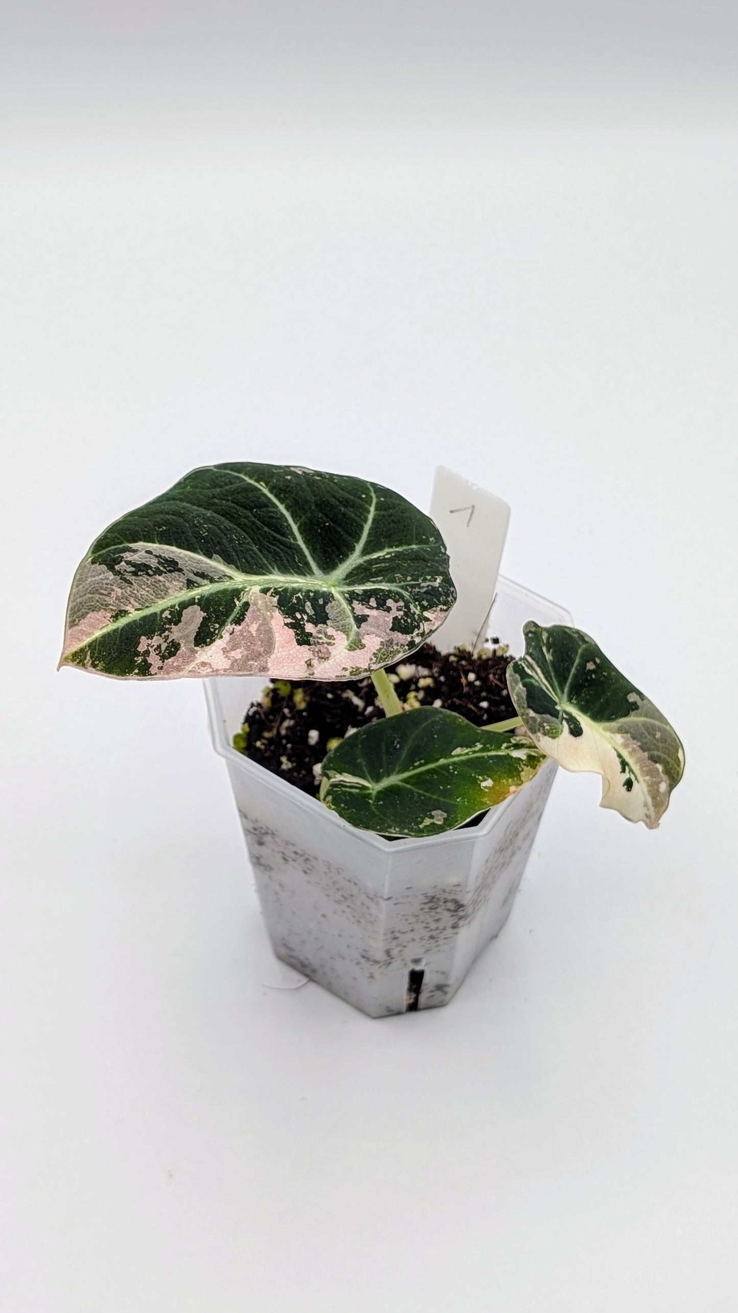 Alocasia Black Velvet Pink Variegata Babypflanze