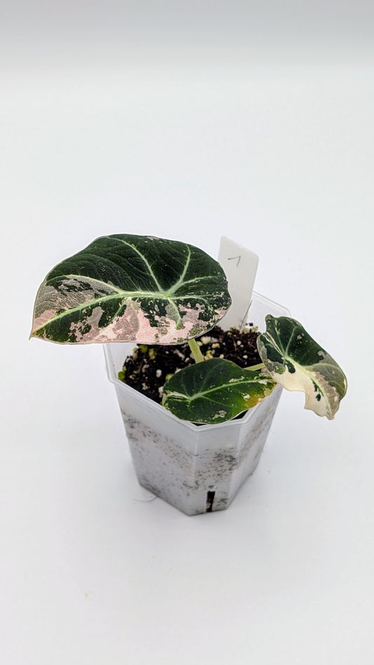 Alocasia Black Velvet Pink Variegata Babypflanze
