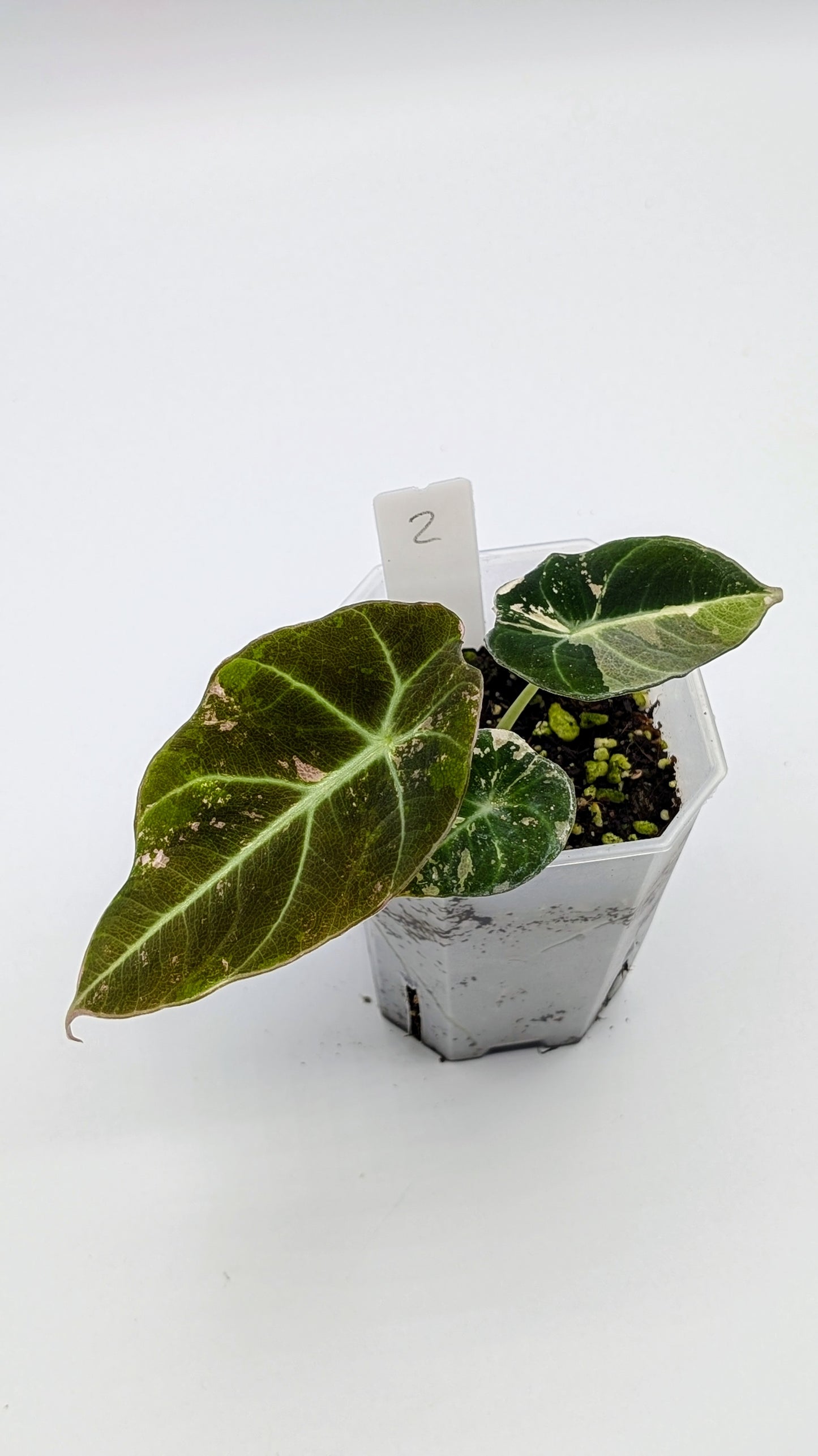 Alocasia Black Velvet Pink Variegata Babypflanze