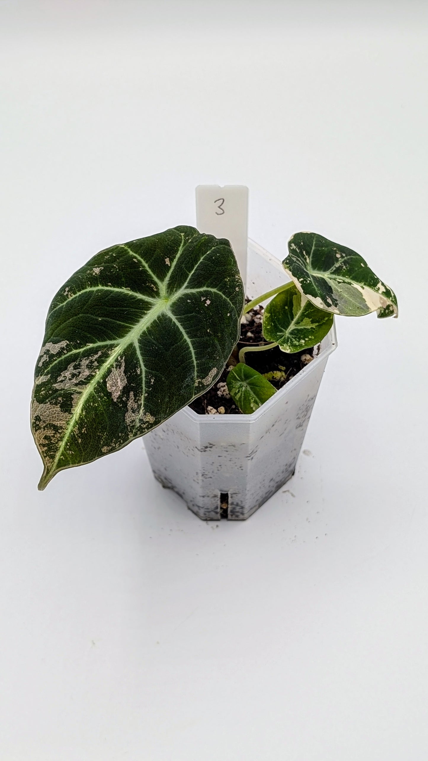 Alocasia Black Velvet Pink Variegata Babypflanze